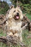 CAIRN TERRIER 177